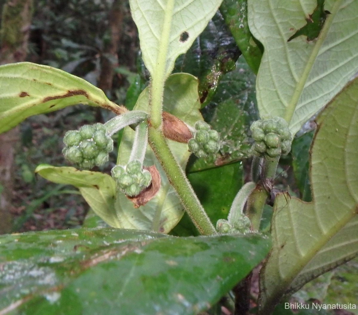 Psychotria dubia var. dubia (Wight) Alston